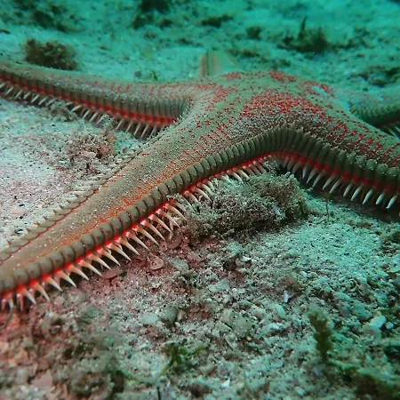 Hercegovina Sveti Filip i Jakov