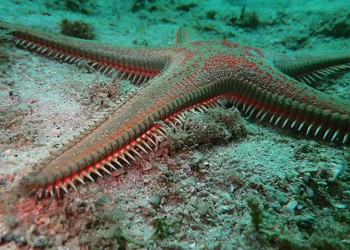 Hercegovina Свети-Филип-и-Яков